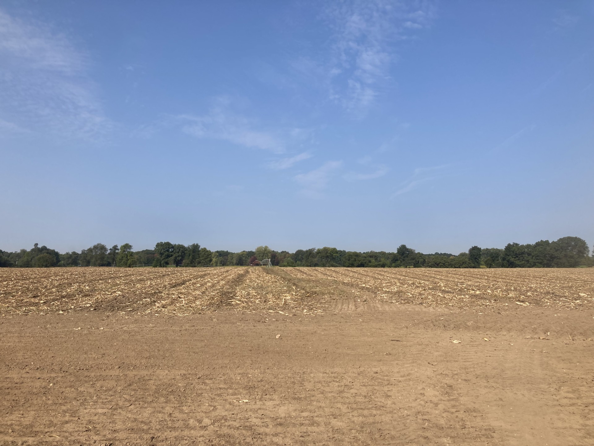 A seed corn field after the corn has been harvested.